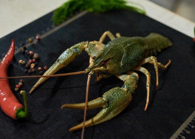 Как правильно выбрать свежих раков: признаки качества и полезные советы - 1