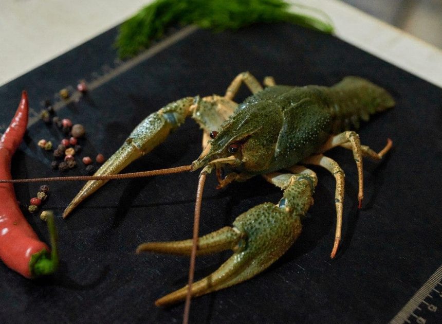 Как правильно выбрать свежих раков: признаки качества и полезные советы