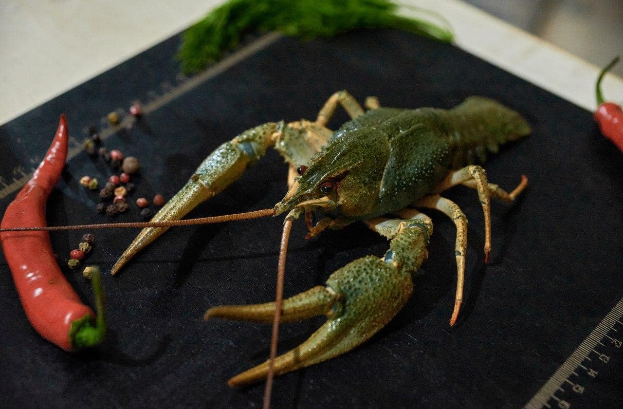 Как правильно выбрать свежих раков: признаки качества и полезные советы
