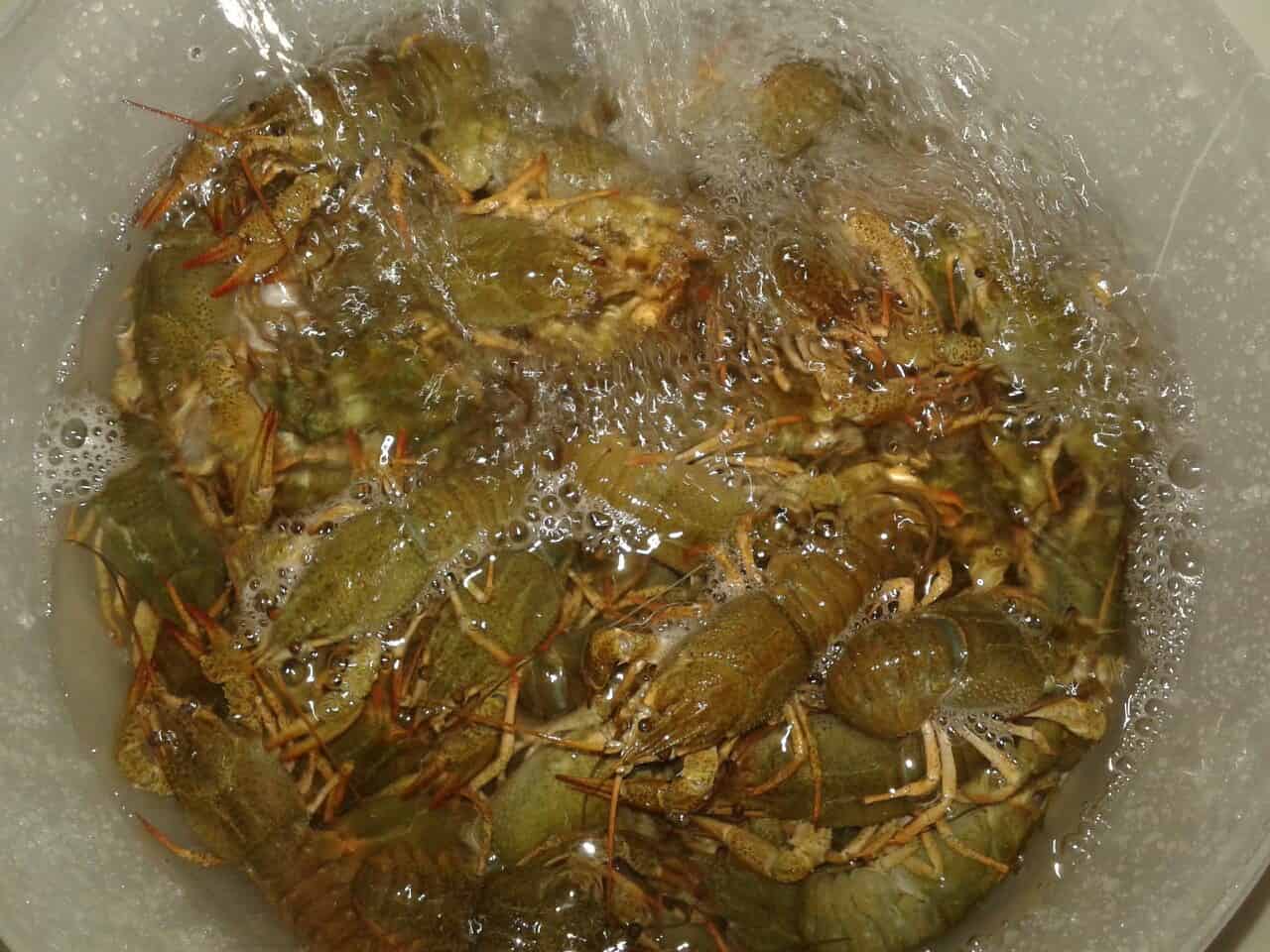 Как правильно хранить живых раков: условия и температура хранения - 4