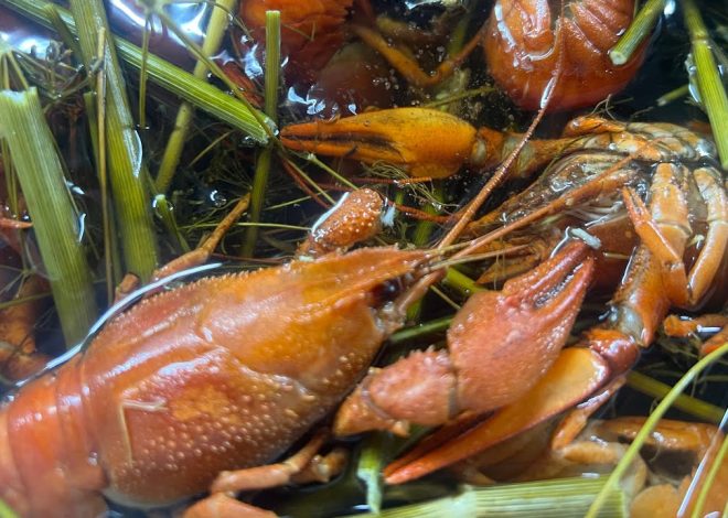 4 лучших рецептов из раков и морепродуктов для домашнего приготовления - 1