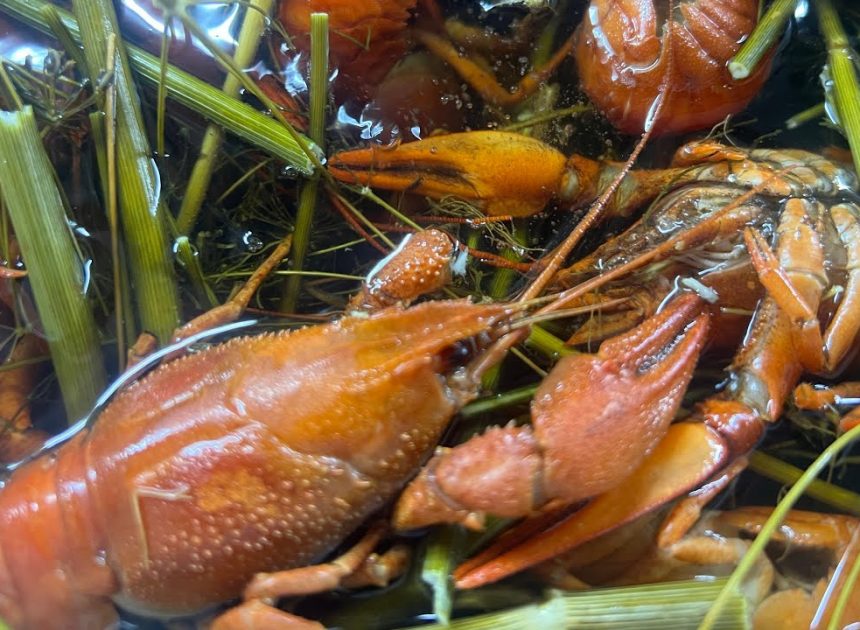 4 лучших рецептов из раков и морепродуктов для домашнего приготовления