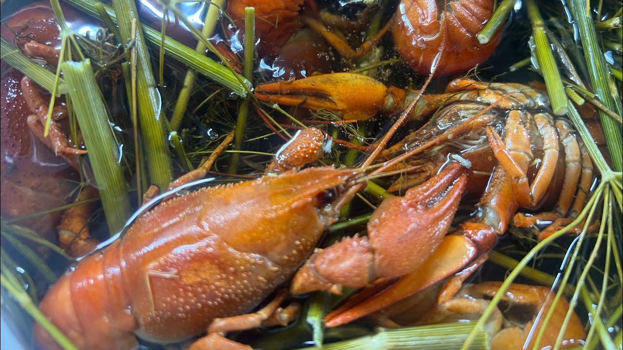 4 лучших рецептов из раков и морепродуктов для домашнего приготовления