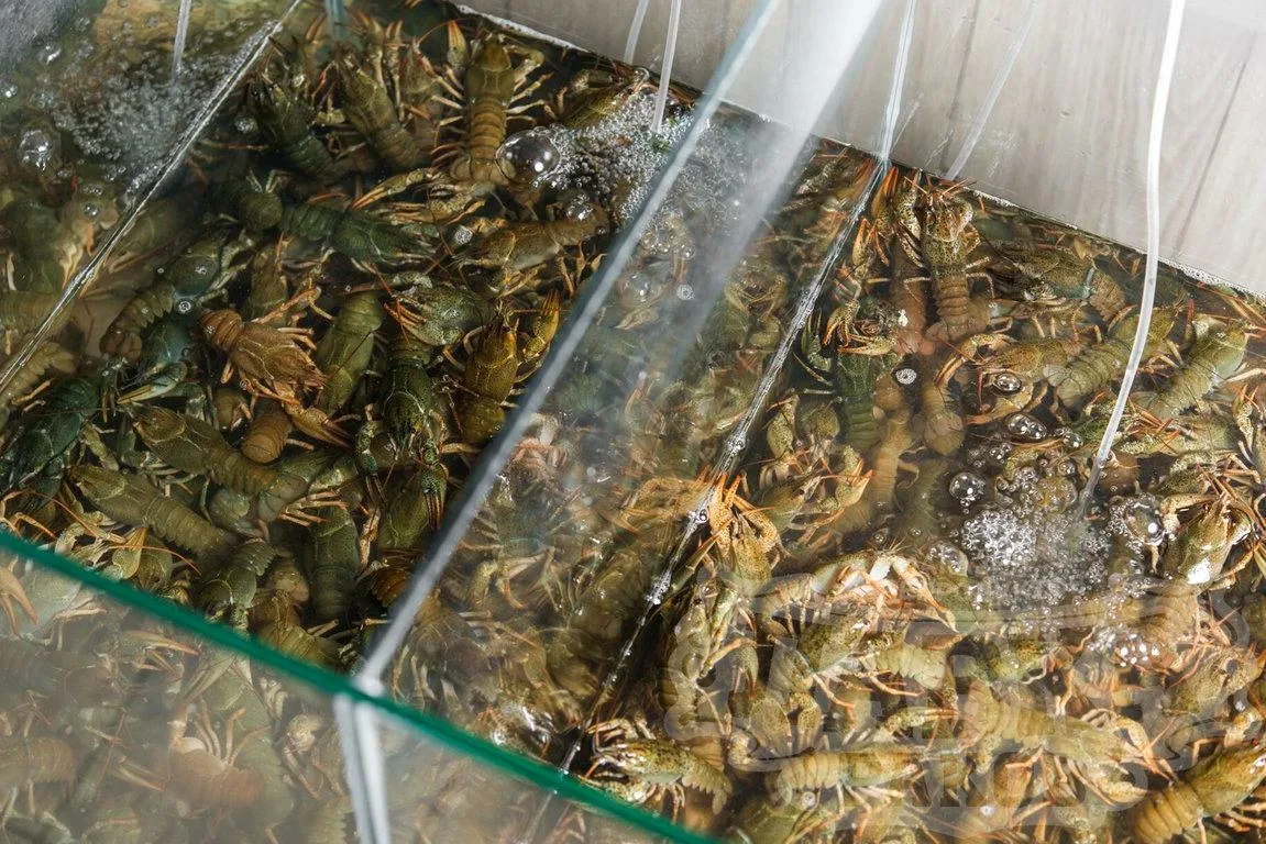 Как правильно хранить живых раков: условия и температура хранения - 5