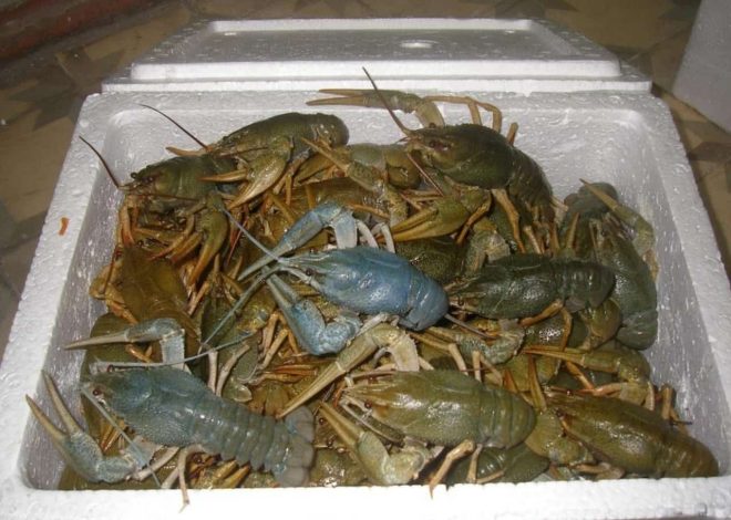 Как правильно хранить живых раков: условия и температура хранения - 1