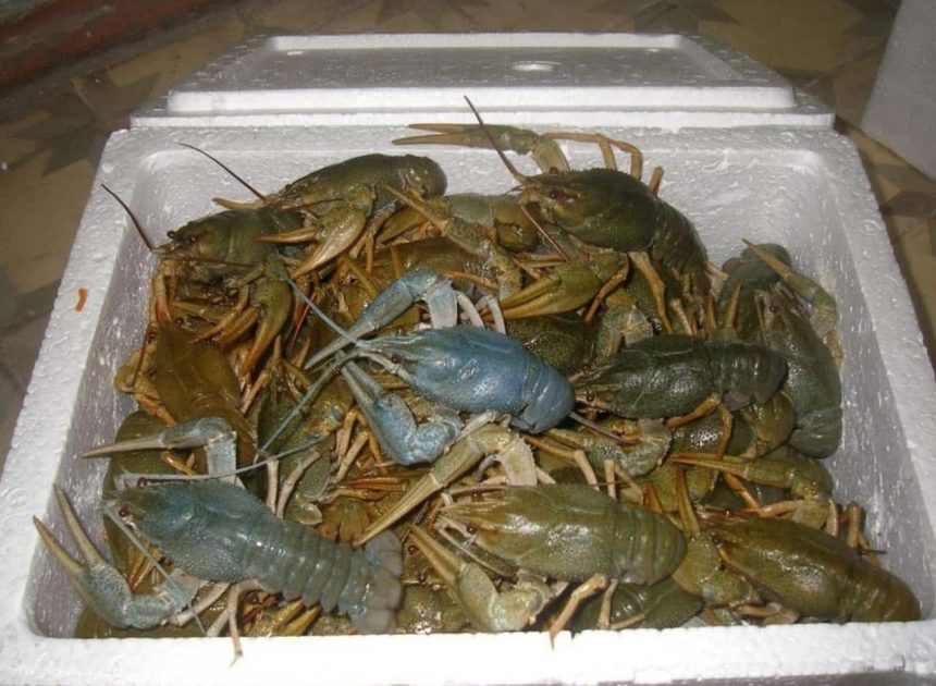 Как правильно хранить живых раков: условия и температура хранения