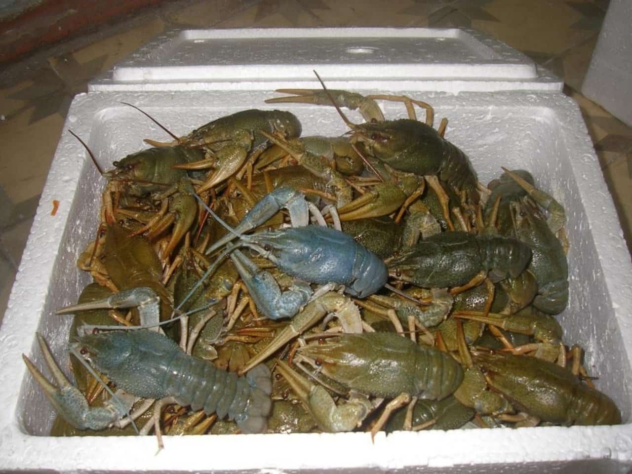 Как правильно хранить живых раков: условия и температура хранения