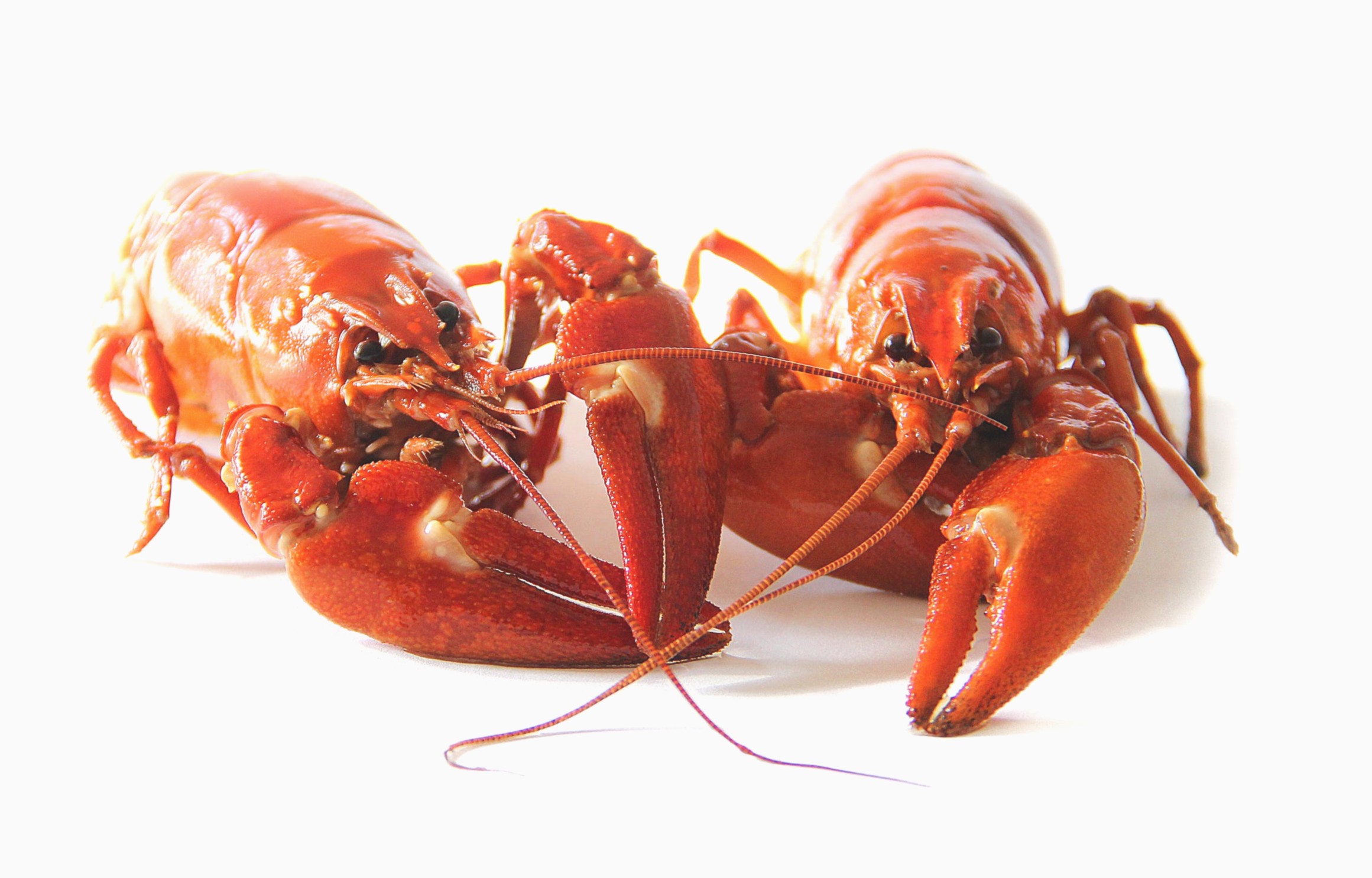 Дикие и фермерские раки: какие лучше и как их отличить - 4